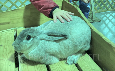 うさモルタッチ／マザー牧場