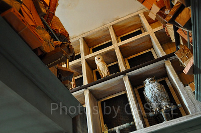 USJ／ハリーポッターエリア「フクロウ便」のフクロウ装飾