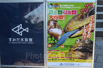 すみだ水族館では季節ごとにさまざまなイベントがあります