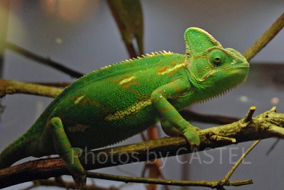 エボシカメレオン