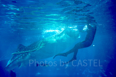 ジンベエザメのお食事タイム