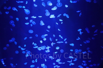 フランダーはどんな魚？