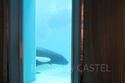 オーシャンのシャチが見える窓