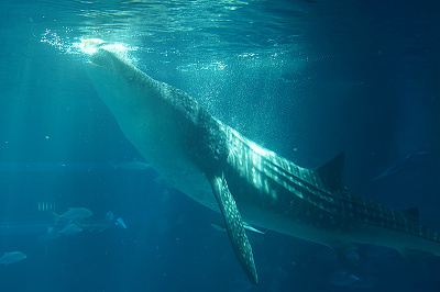 海遊館のデートプラン モデルコース カップルにおすすめの周り方や周辺の人気スポットを紹介