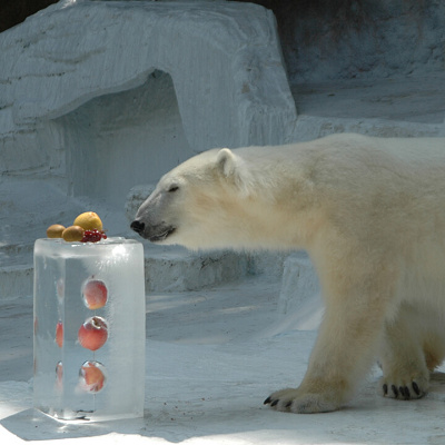 氷をプレゼントされたシロクマ