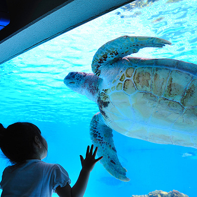 大迫力のウミガメ館