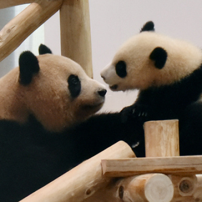 ほほえましい親子パンダ