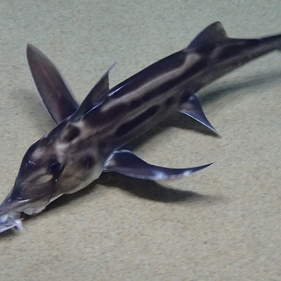 とっても珍しいゾウギンザメ