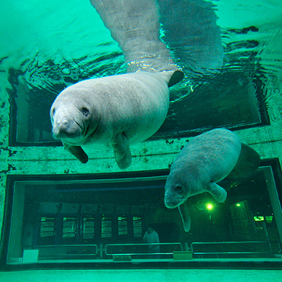何とも愛らしいマナティー館