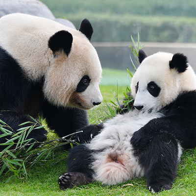 アドベンチャーワールドのパンダの親子