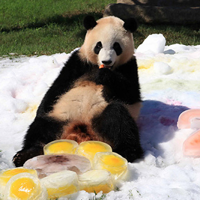 アドベンチャーワールドのパンダ