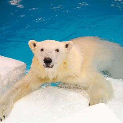 アドベンチャーワールドチケット：特典割引