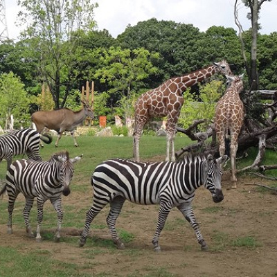 アフリカのサバンナ