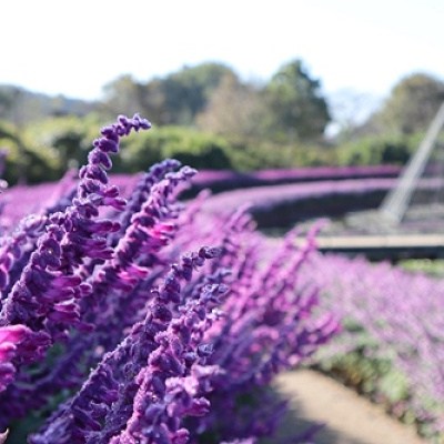 アメジストセージ