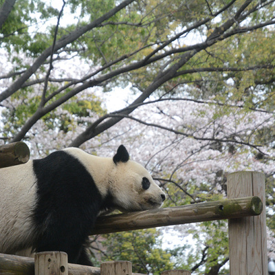 上野動物園の動物達