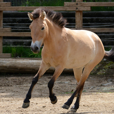 多摩動物公園で会える動物