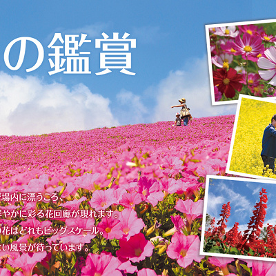 マザー牧場の花の鑑賞