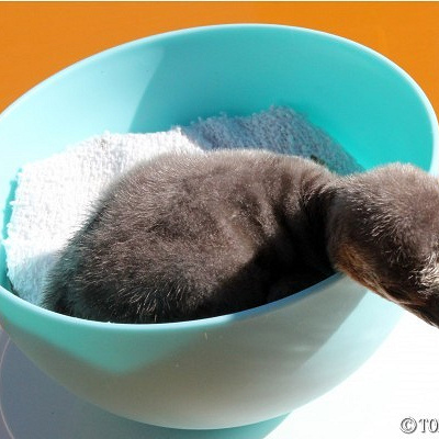 ふわふわの綿毛に包まれた赤ちゃん