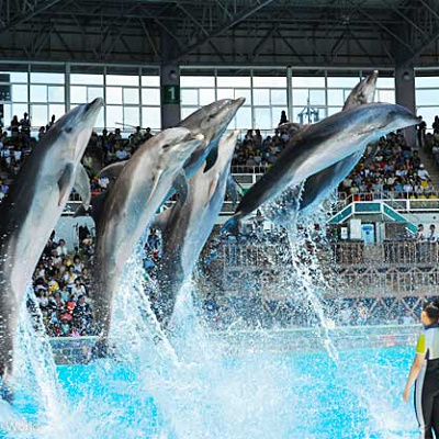 バンドウイルカ