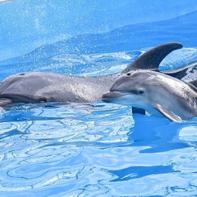 バンドウイルカ