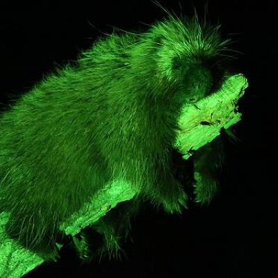 夜のカナダヤマアラシ