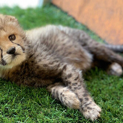 チーターの赤ちゃん