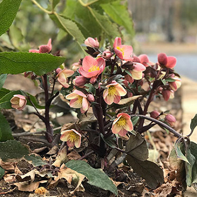 クリスマスローズ