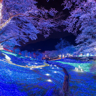 桜とイルミネーションのコラボレーション