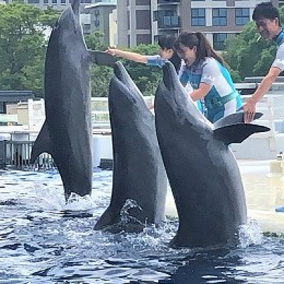 イルカとトレーナーのコミュニケーション