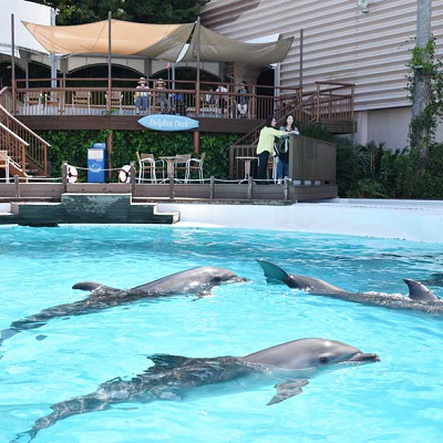 イルカふれあいプール