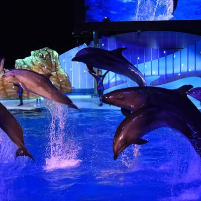 ナイトマリンライブのイルカたち