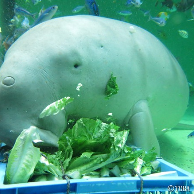 食事中のジュゴン