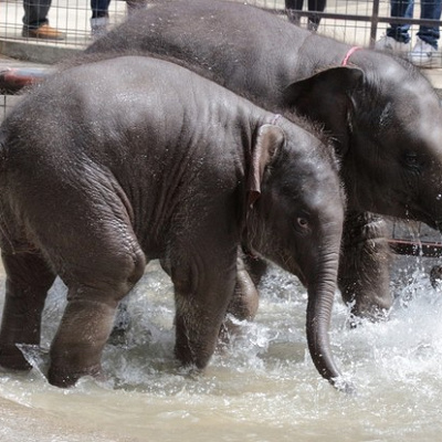 水浴びを楽しむゾウたち