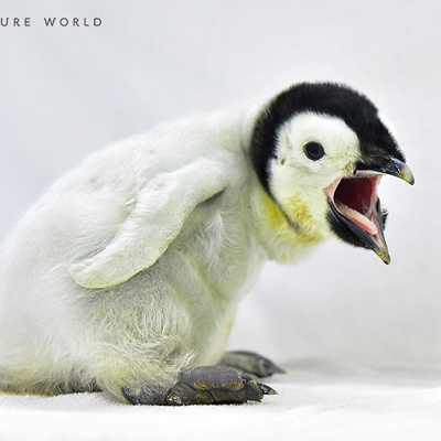 エンペラーペンギンの赤ちゃん