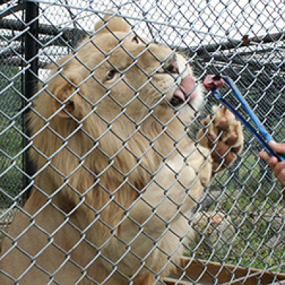 ホワイトライオンへのエサやり体験