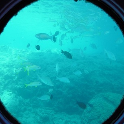 海中展望台からの魚たち