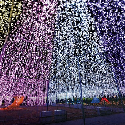 光のふじのはな物語