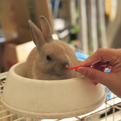 ふれあい動物広場
