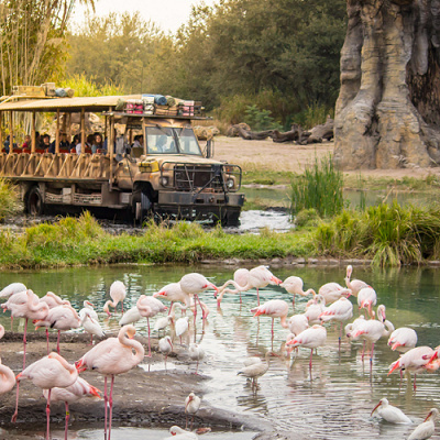 トラックに乗って動物に接近