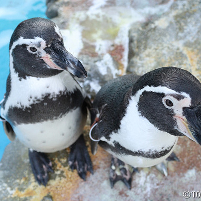 仲の良いペンギン