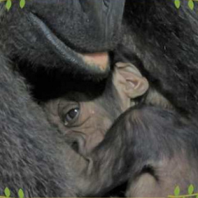 ゴリラの赤ちゃん