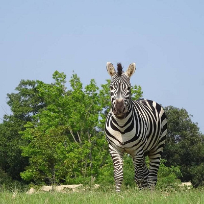 グラントシマウマ
