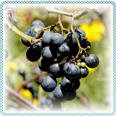 ぶどう(実のなる頃：8月～9月)