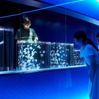 ミズクラゲの成長過程