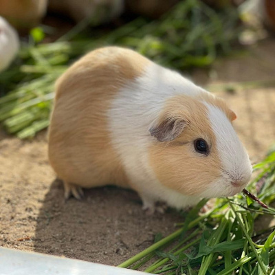 京都市動物園のテンジクネズミ