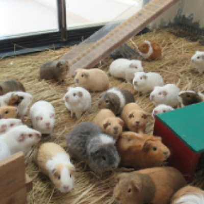 京都市動物園のモルモット