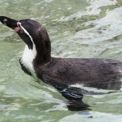 群馬サファリパークの割引料