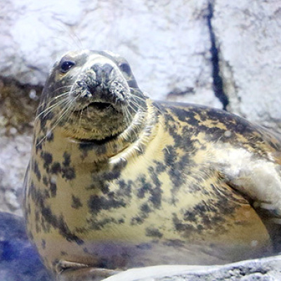 八景島シーパラダイス「アクアミュージアム」