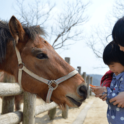 ウマのエサやり