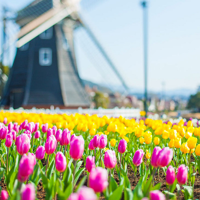 ハウステンボスの風車とチューリップ